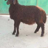 بره نرسالم سرحال