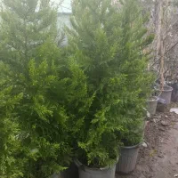 نهال سیاه ریشه مرکبات شروع قیمت‌ها از از ۱۵۰