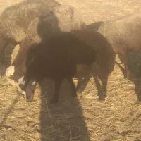 حیوانات مزرعه|حیوانات مزرعه|کوهدشت, |دیوار