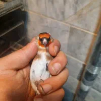 سهره جوجه قفس یه وجبی