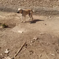 سگ گله ای سرابی
