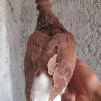 کبوتر شهری سرخ