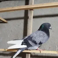 طوقی