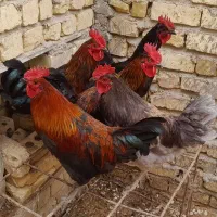 خروس محلی اصیل