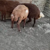 نر بره فروشی