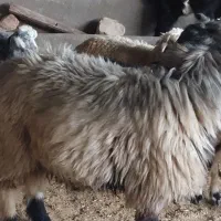 قوچ و شی شک قوچ وبز|حیوانات مزرعه|اندیمشک, |دیوار