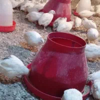 فروش بلدرچین