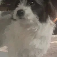 گمشده|حیوانات|مراغه, |دیوار