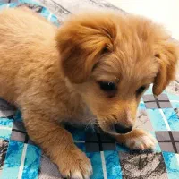 سگ پاکوتاه|سگ|بجنورد, |دیوار