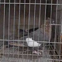 ماده سرک تافته ایی