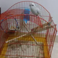 عروس هلندی (کوتوله ی برزیلی)|پرنده|بندرعباس, |دیوار