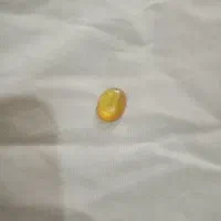 مهره شرف الشمس