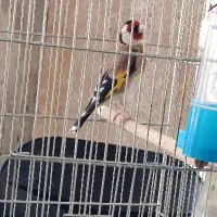 سهره.قناری .عروس هلندی