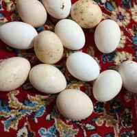 تخم مرغ محلی و تخم بوقلمون
