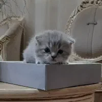 گربه اسکاتیش طبی، فقط خانواده