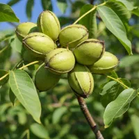 فروش نهـاـل گـرـدو پیوندی با قیمت رقابتی