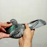 نروماده پلاکی|پرنده|بندر ماهشهر, |دیوار