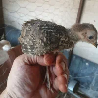 فروش جوجه طاووس بلژیک