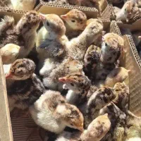 جوجه بوقلمون  ده روزه و یک روزه