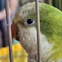 راهب نر رام کلام دار