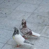 کبوترپرشی