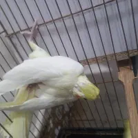 عروس هلندی