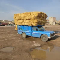 یونجه خریدار وپرس گندم