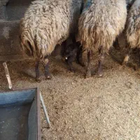 یک راس شیشک و بره