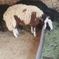 گوسفند زنده|حیوانات مزرعه|ساوه, |دیوار