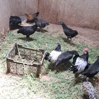 جوجه ایام سمانی بلدرچین مینیاتوری تخم نطفه دار|حیوانات مزرعه|یزد, |دیوار