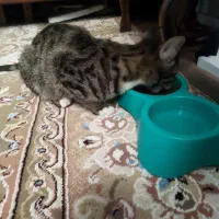 واگذاری رایگان گربه|گربه|مشهد, شاهد (شهرک غرب)|دیوار