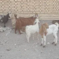 بز ۶عدد   دونر ۴ ماده|حیوانات مزرعه|شادگان, |دیوار