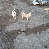 پاکوتاه بوبی|سگ|تبریز, |دیوار