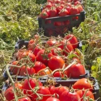 کشاورزی|خدمات باغبانی و درختکاری|صدرا-فارس, فاز ۱|دیوار