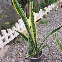 گل و گل|گل و گیاه طبیعی|رشت, فرزانه|دیوار