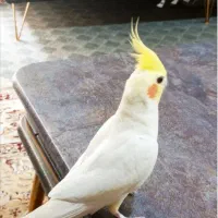 عروس هلندی|پرنده|مرودشت, استادیوم‎|دیوار