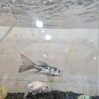 معاوضه ماهی کوی|ماهی|یزد, |دیوار