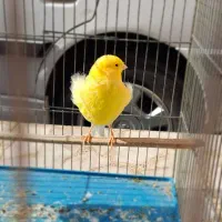 ۳  تا قناری.عروس هلندی  معاوضه|پرنده|شیراز, کوشک میدان|دیوار