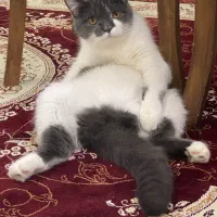 دختر اسکاتیش موکوتاه|گربه|پرند, فاز ۵|دیوار