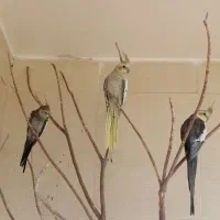 عروس هلندی نروماده تخم گذار