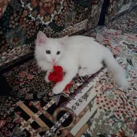 گربه پرشین|گربه|شهریار, شهریار|دیوار