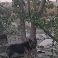 ژرمن نر و ماده