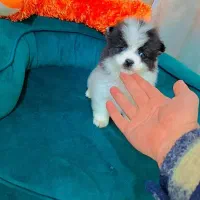 پامر روباهی عروسکی|سگ|رشت, دیانتی|دیوار