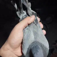 کبوتر تکپر|پرنده|دلند, |دیوار