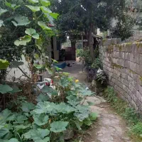 فروش خانه ویلایی|فروش خانه و ویلا|لنگرود, |دیوار