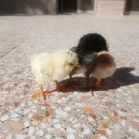 جوجه مرغ|حیوانات مزرعه|شهرضا, |دیوار