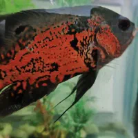 آکواریوم با کل وسایل|ماهی|اسدآباد, |دیوار