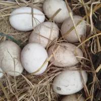 تخم غاز محلی