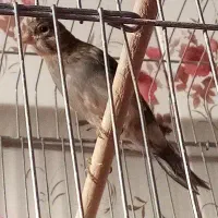 بخون مرتب