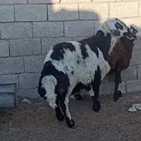 قوچ خال سیاه پوست گاوی